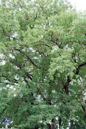 20081015 DSC 0250 CMP WM 11.jpg