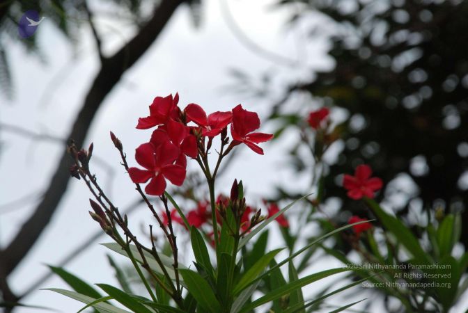 20081019 Photo 1258 1kwcp9G6mgOdxZUXa6QyPdRkwiludlEZJ.JPG