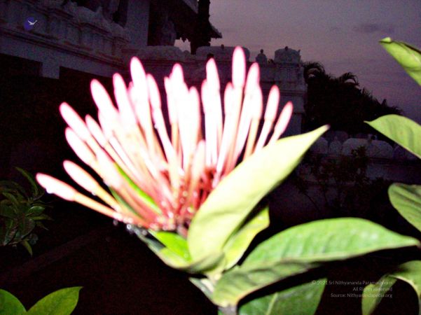 2008 Kailaasa In Hyderabad Events 0872.jpg