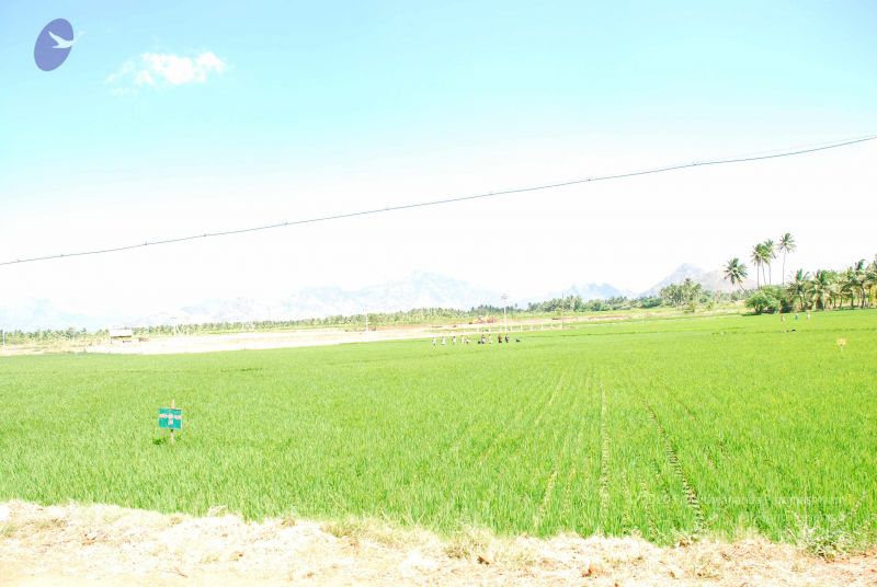 File:20090112 kodikannyatra 1023 CMP WM.jpg