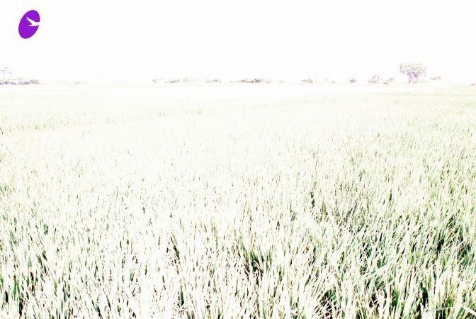 20090120 DSC 0006 CMP WM01.jpg