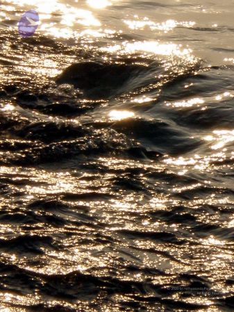 20090131 P2010639 CMP WM01.jpg