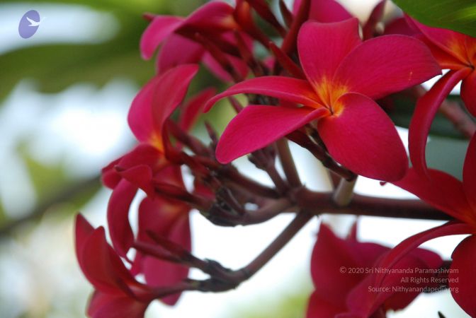 20090303 Photo 1023 1LLndw8Ez96iva hTScaKel5jqeeEehXS.JPG