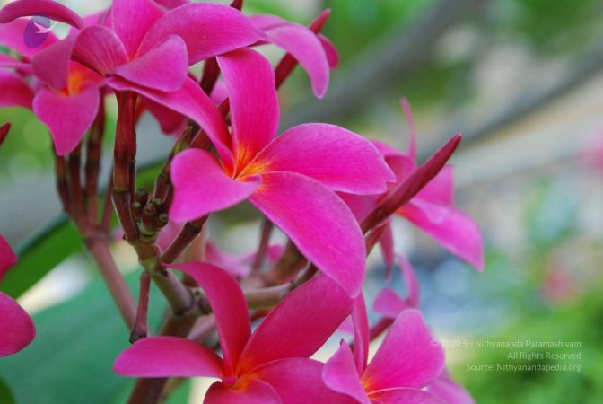 20090303 Photo 1025 1A7GRnURICCQWpb6vrROxXKu5v-U54mDs.JPG