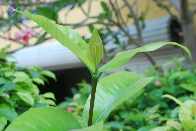 20090303 Photo 1027 1W2YYl6jYYR5 PXVB2N6fzQ90yZKjX7ff.JPG