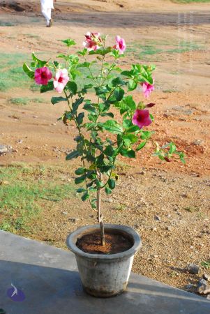 20090601 Photo 1202 1mB4CidzVQJv8e1MbBDc0FE4QylWY1POn.JPG