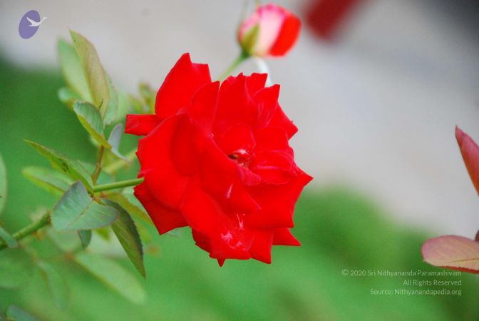 20090602 Photo 1029 11dXCPN9lso27p0PiftMma4XfWNICdFVK.JPG