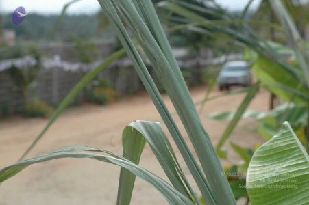 20090707 DSC 0017 CMP WM 01000.jpg