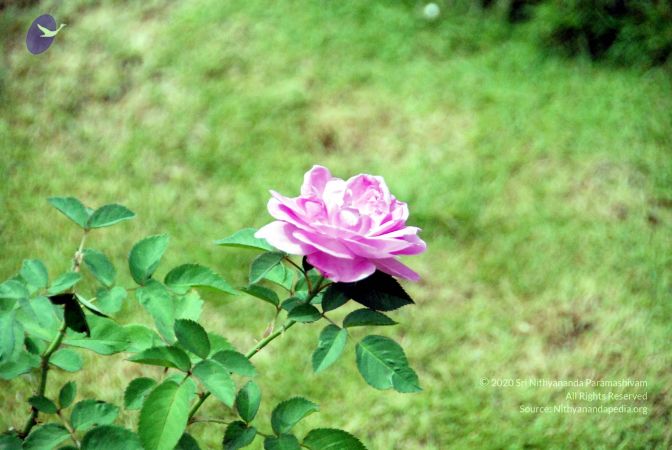 20090829 DSC 0175 CMP WM1.jpg