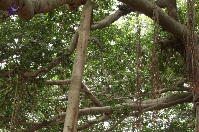 20090905 Photo 1019 1UCYzJFzO02N-1p6M3ZNTJkd7VGSNtgwz.JPG