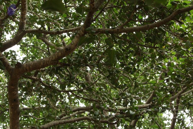 20090905 Photo 1040 12ja21amcu6-Skdksfr6u48vgTWm0jkkI.JPG