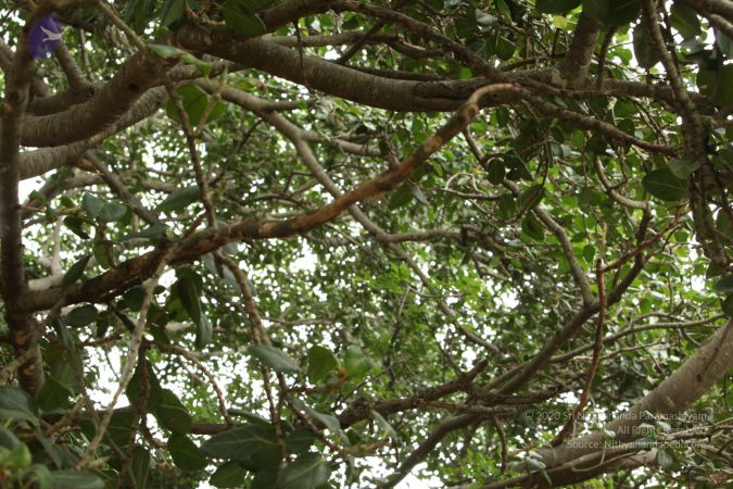 20090905 Photo 1062 1f5y134zdQAeUEW9Ryc01bfZtJJQ MMwd.JPG