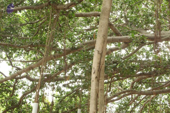 20090905 Photo 1080 1jm3MULGas4vYoINs YsTnKmc7ZCWcTwR.JPG