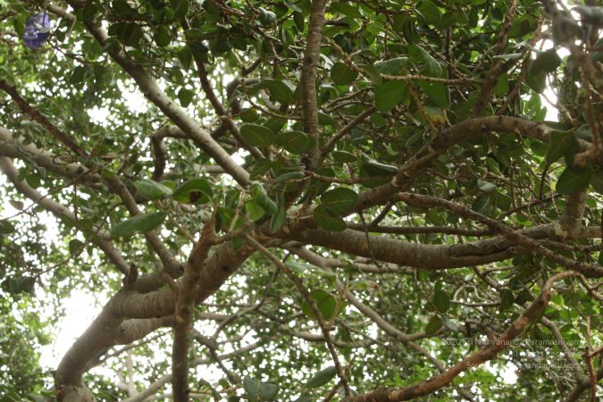 20090905 Photo 1123 1Gc5F9PVaqZUsjGSLWbsSTexfoU2sriqx.JPG