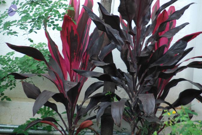 20090906 Photo 1103 1H79sYk4dp4UAQepRikFjStcbwgHmYhgc.JPG