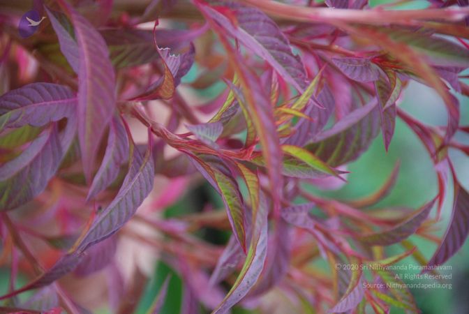 20090925 Photo 1099 178MUFDVhekfClFg9v5xp8J5OaQqgv2AS.JPG