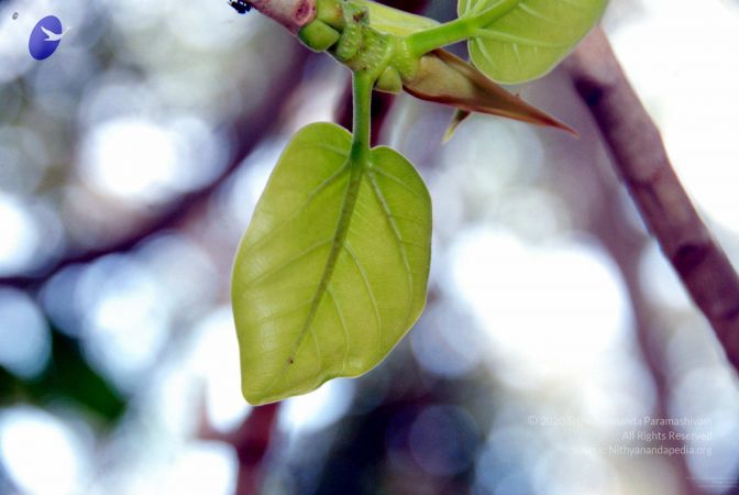 20091216DSC 8422 CMP WM001.jpg