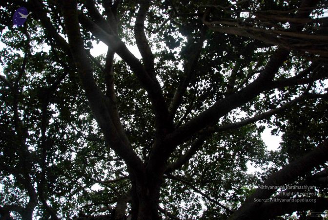 20091216DSC 8448 CMP WM001.jpg