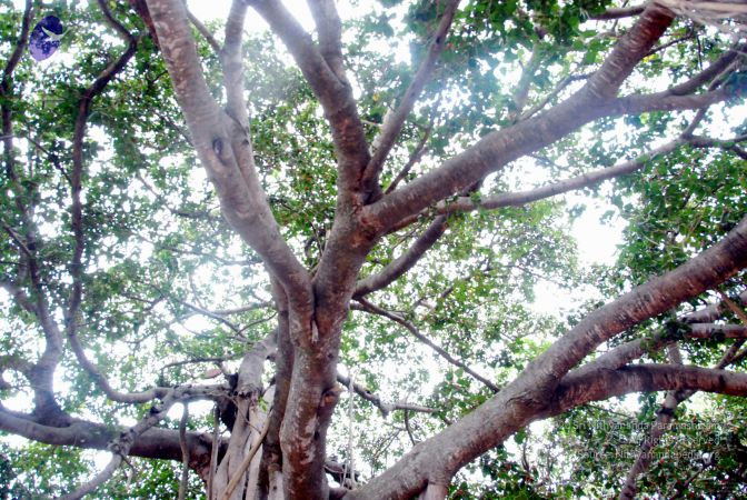 20091216DSC 8449 CMP WM001.jpg