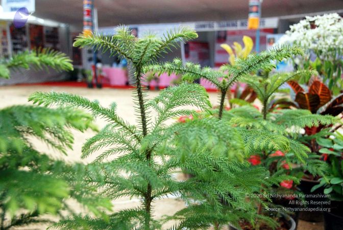 20091228DSC 7600 CMP WM00100 STALLVIEW.jpg