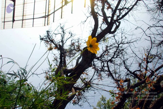 20091229DSC 7940 CMP WM00100 Procession.jpg