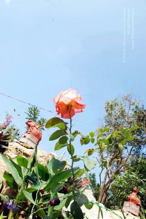 20091229DSC 7977 CMP WM00100 Procession.jpg