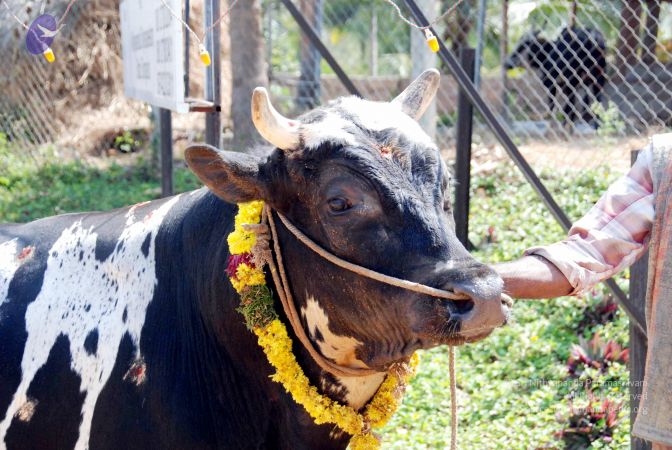 20091229DSC 8496 CMP WM00100 Procession.jpg