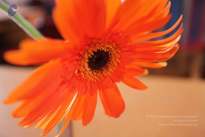 20091231 IMG 3468 CMP WM 010SF.jpg