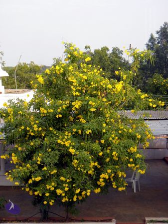 20100101 DSCN2450 CMP WM 0011.jpg