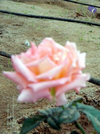 20100101 DSCN2454 CMP WM 0011.jpg