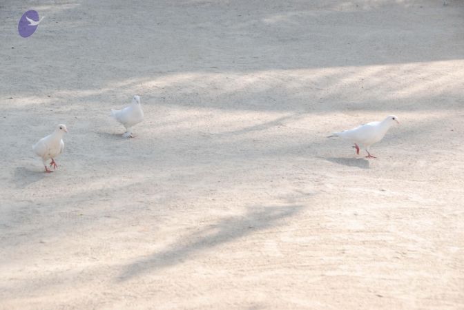 20100104 Photo 1053 11Ef-K4-v0dOoVLvoc1qknpzP3dannLSP.JPG