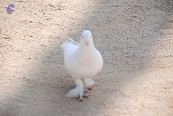 20100104 Photo 1062 1j3bkBqAt0pVaYO2hSrZ1o9ecSy97O4uq.JPG