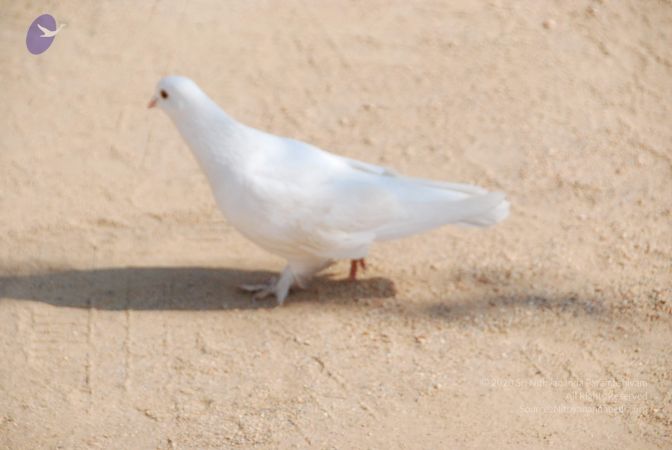 20100104 Photo 1068 1SkhcBJSObsGD6KJWIYFuaDMubIat6LCA.JPG