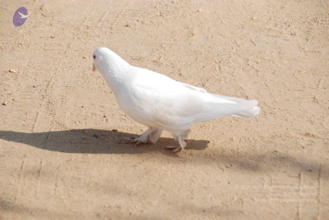 20100104 Photo 1069 1f-zIF63KSszElN-AmK8EJZWALrvN4Fy1.JPG