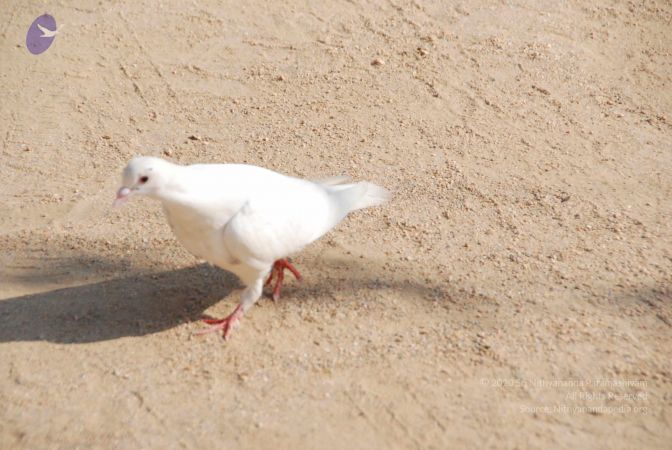 20100104 Photo 1070 1-Lpyk k17nkovNTFTi6zElLe1mYK8nnK.JPG