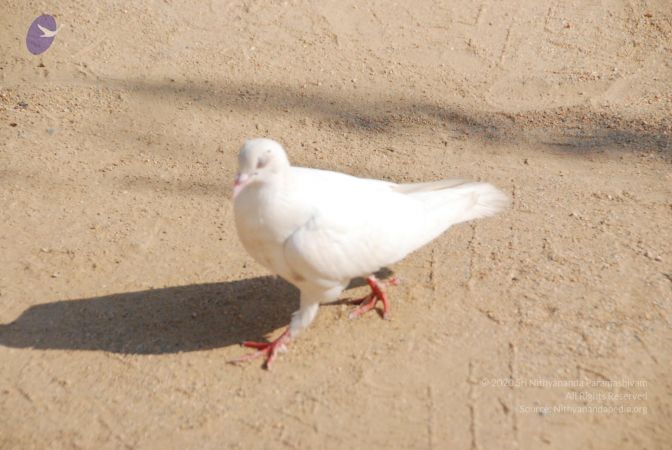 20100104 Photo 1071 1VYHLBhtBxqqwIbONlQWAkxAmXE5dJ80L.JPG