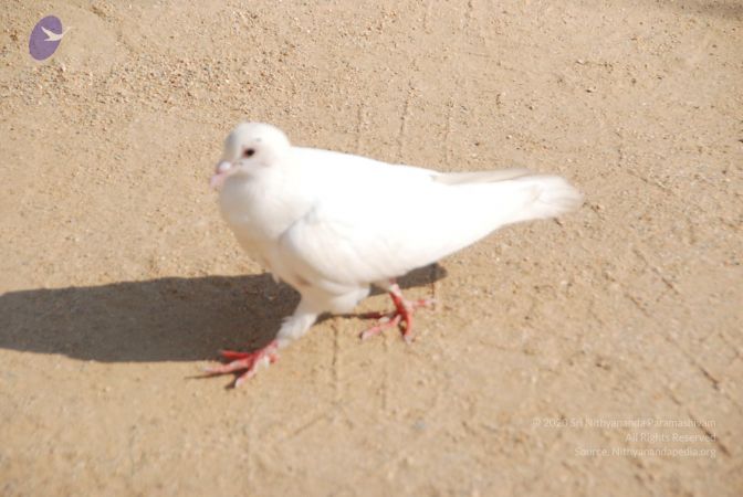 20100104 Photo 1072 19xeEDAlHzK78bJlba-LHv gOa9AJO5bt.JPG