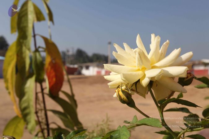 20100104 Photo 1090 1iNUVD48owrqOaAuCtbtAN9qWfsJkQ7s7.JPG