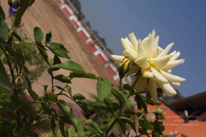 20100104 Photo 1093 10zy3IiFgiWU9K7QKz7GYyVXPk2WI8OOe.JPG