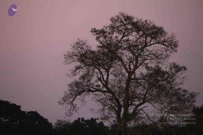 20100122 Photo 1213 1hg8VwSJoqcnyWtuF0Pw0FmcBULAgBSQa.JPG