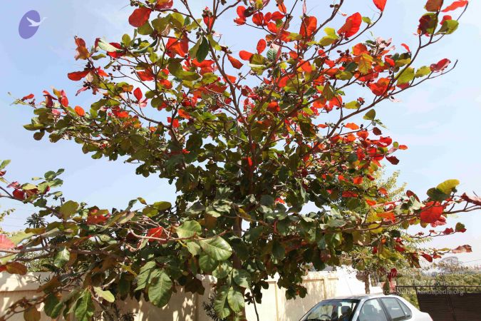 20100208 Photo 1097 1V-H3jMlFZkYhhPii0bg3cJ wUONiJyu9.JPG