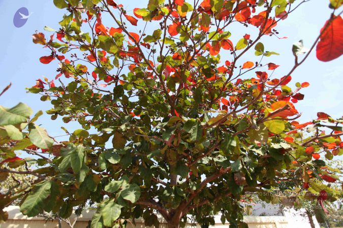 20100208 Photo 1098 1fiXK18m656VKNW7JH4bOVhYIPreft8Ji.JPG