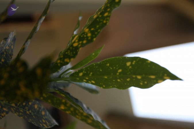 20100208 Photo 1109 1G1B22iJses1cTrey85l8gI7LSdBWaXUU.JPG