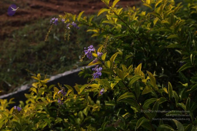 20100605 Photo 1030 1k-taA3C71AvAJa0MgCiHzKSCZi8Lb6I6.JPG