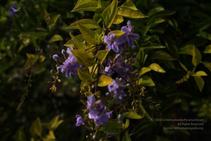 20100605 Photo 1031 1fBAFD0IHFJbuOAVjHSeeZ9j0h5cGltx-.JPG