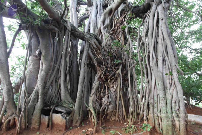 20100605 Photo 1060 1DGvs6zILDfeiELs7Yw2tIpVG5tUvokKe.JPG