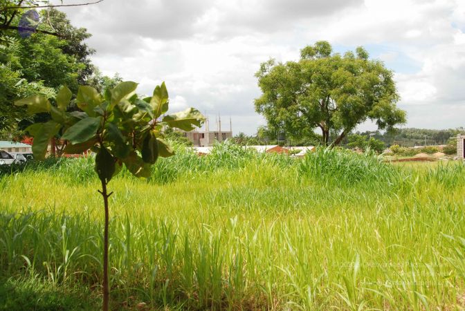 20100630 Photo 1154 1NINw0RHWu-dnmi4bDOqzwo3JU9l7xmx5.JPG