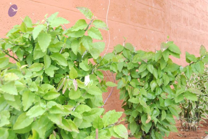 20100707 Photo 1190 1GL5K8fNCne-McuY4kZmx8zRBaAUGbfKp.JPG