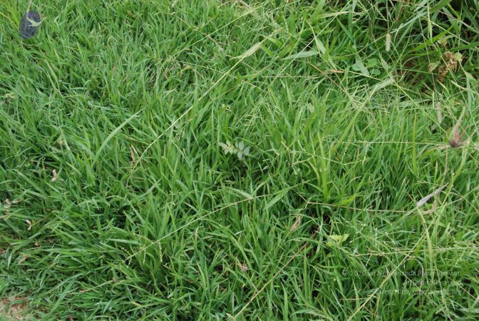 20100707 Photo 1191 1C82HQBoiGTH1lFgbIpEFnbUEwNBocNhx.JPG