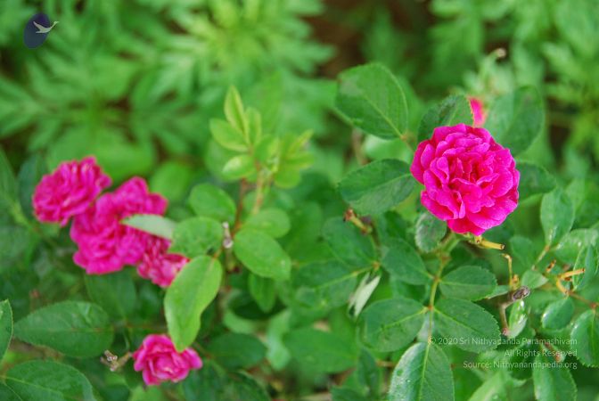 20100707 Photo 1356 1hl-qV9a4PPAfzxvdc9BzsqupYkj avPh.JPG